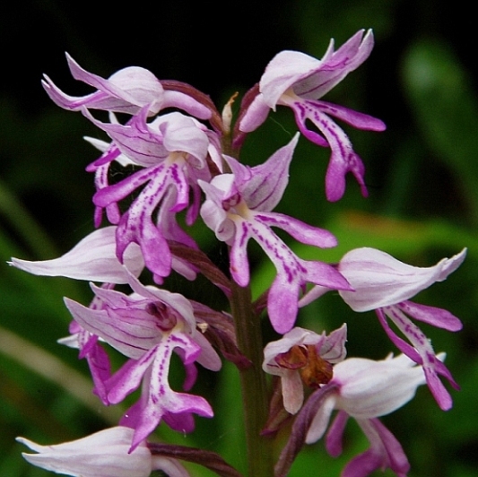 Orchis militaris 6160 - Copia.JPG