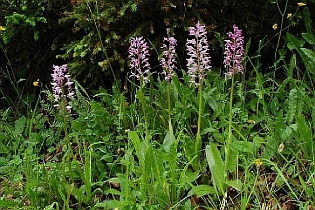 Orchis militaris 6154 - Copia.JPG