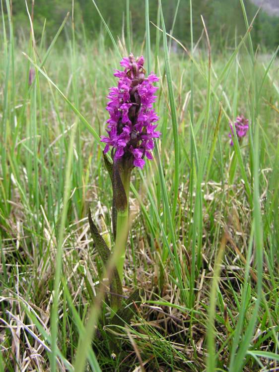 Dactylorhiza incarnata hyphaematodes - Argentiera VS.jpg