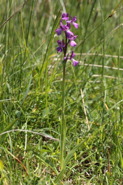 anacamptis palustris 4.jpg