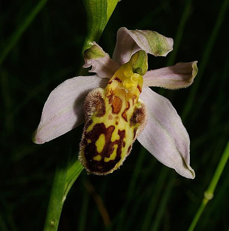 DSC_9974.jpg