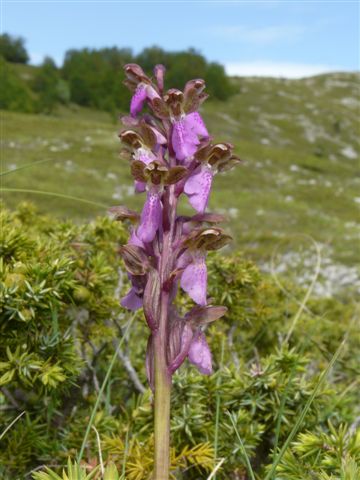 O. spitz. Scanno Abruzzo .JPG