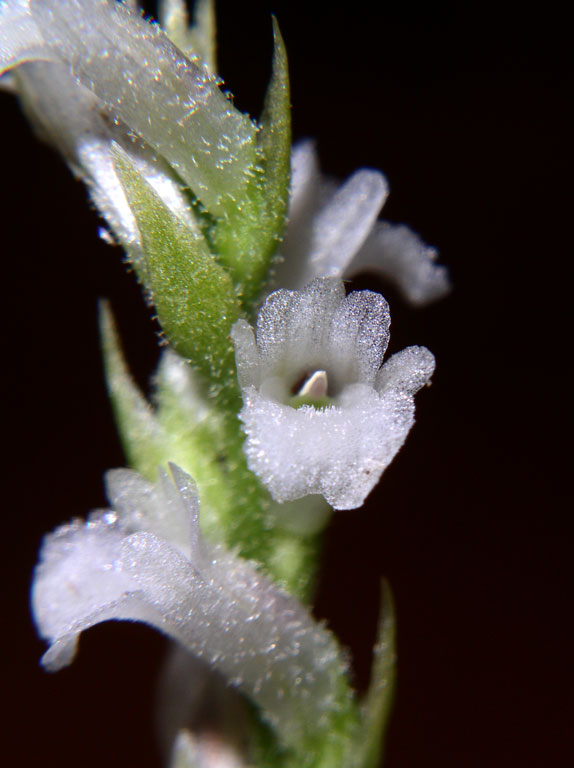 Spiranthes aestivalis (9).jpg