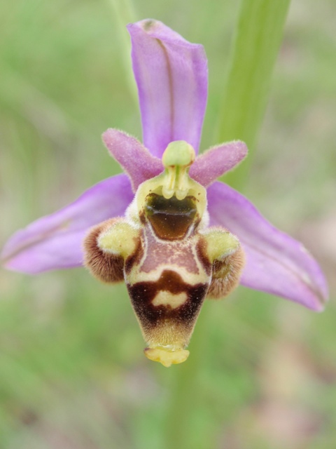 scolopax1.JPG