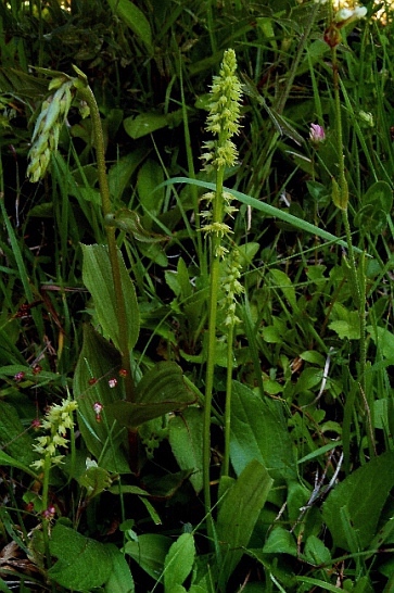 Herminium monorchis 6176 - Copia.JPG