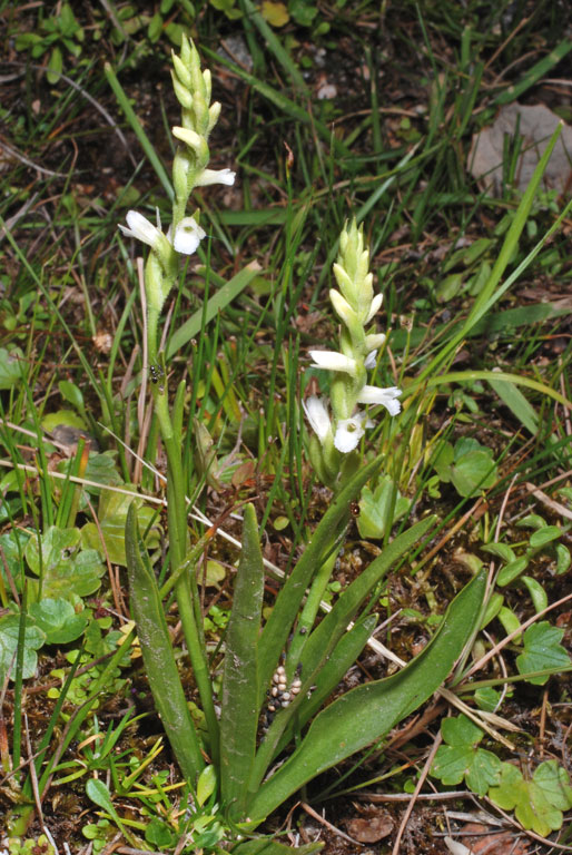 Spiranthes aestivalis (3).jpg