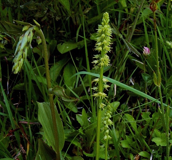Herminium monorchis 6176 - Copia (2).JPG