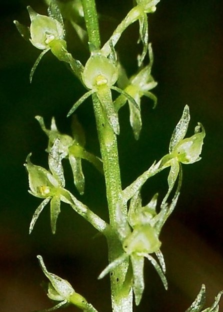 Malaxis monophyllos 976.JPG