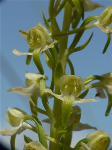Platan. chlor.Norcia Pg. 14.6.12.JPG