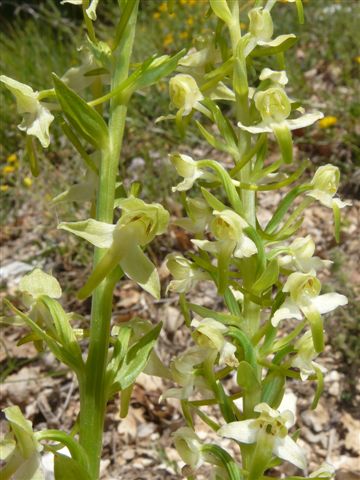 Platant. chlor.Norcia Pg. 14.6.12.JPG