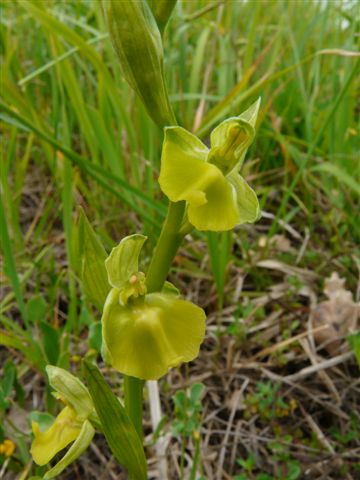 Aph. laca. apocroma Ateleta Aq. P1070336.JPG
