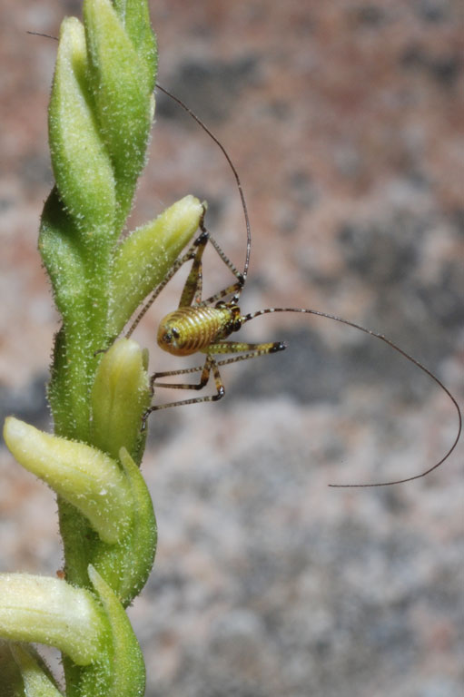 Spiranthes aestivalis ospite.jpg