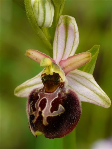 O.dina.x maje. Palena  (Ch.) .JPG