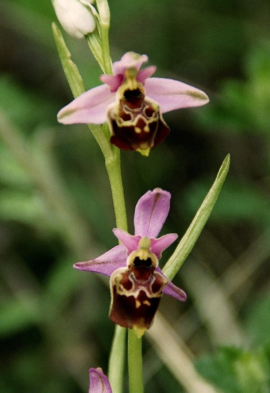 Ophrys holosericea subsp. gracilis 5890.JPG
