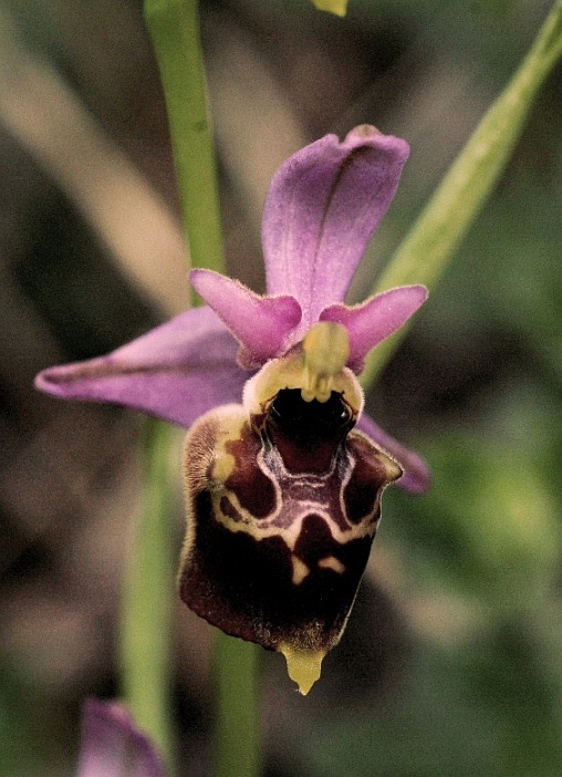 Ophrys holosericea subsp. gracilis 5894 - Copia.JPG