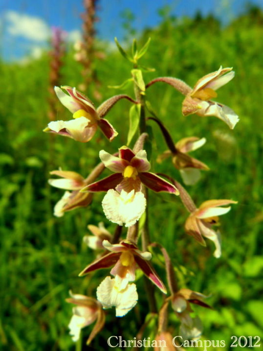 epipactis palustis.jpg
