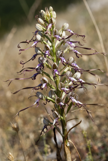 adriaticum  6719 forum.jpg