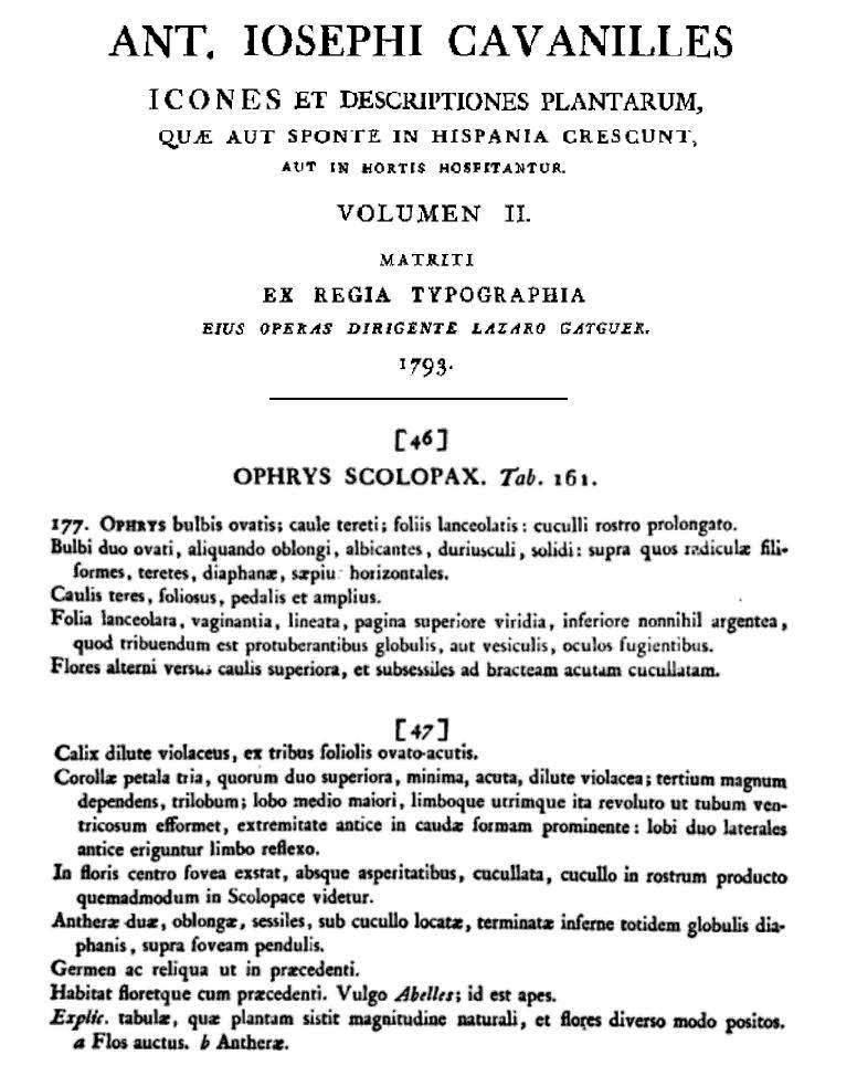 O. scolopax.JPG