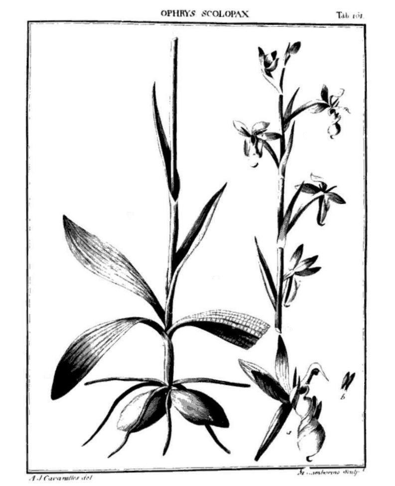 O. scolopax, tab.161.JPG