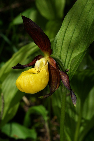 Cypripedium calceolus.jpg