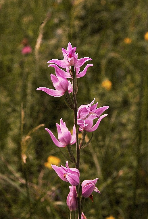 Cephalanthera rubra 6230 - Copia.JPG