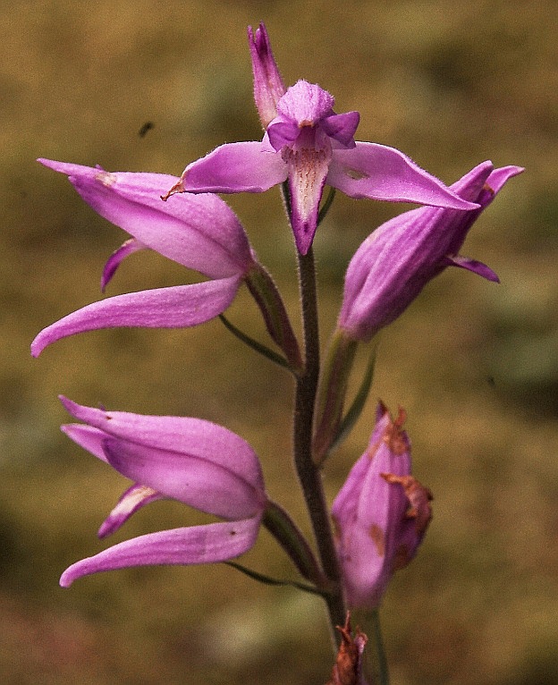 Cephanthera rubra 6232 - Copia.JPG