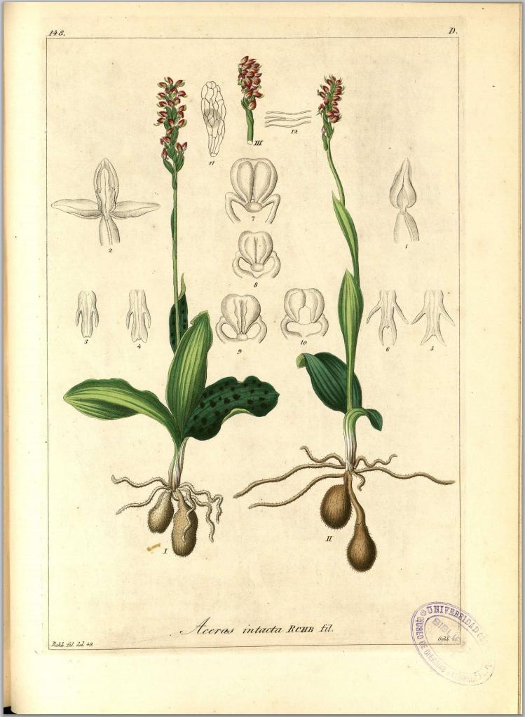 Rchb. f. XIII, Orchid. - tab. 148.JPG