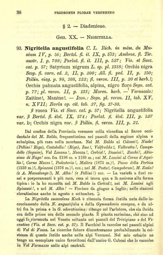Goiran, 1883, Nigritella angustifolia var. rosea Vis. et Sacc..JPG