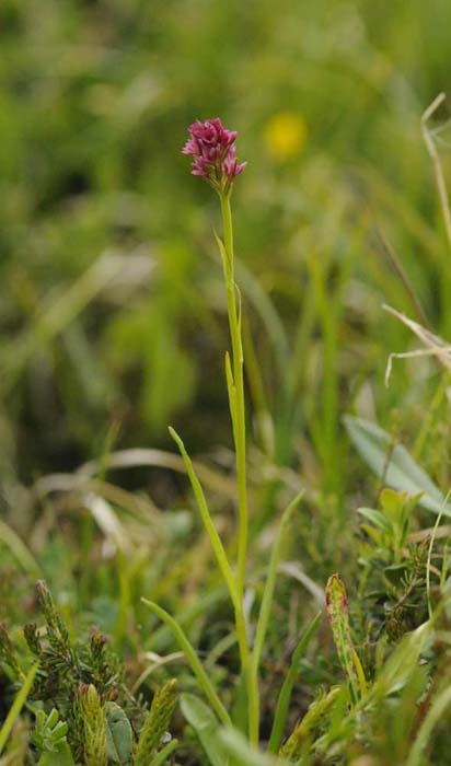 Ibrido Nigritella nigra subsp. rhellicani x Pseudorchis albida - pianta intera_DSC8018.jpg