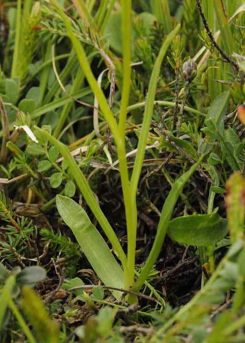Ibrido Nigritella nigra subsp. rhellicani x Pseudorchis albida - foglie_DSC8017.jpg