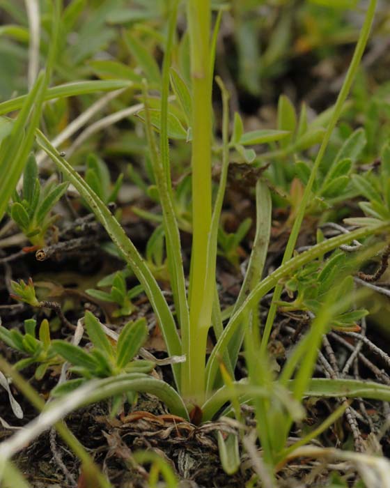 Ibrido Gymnadenia odoratissima x Nigritella nigra subsp. rhellicani - foglie_DSC8025.jpg