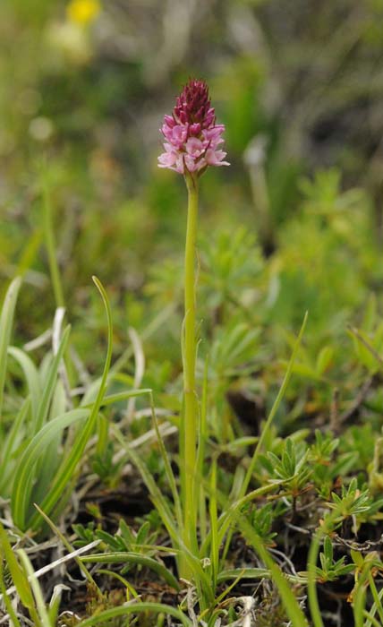 Ibrido Gymnadenia conopsea x Nigritella nigra subsp. rhellicani - pianta intera_DSC8026.jpg