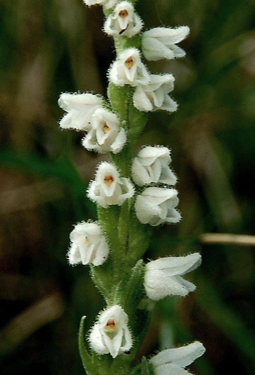 Goodyera repens 6235 - Copia.JPG