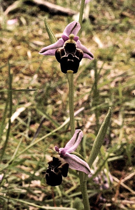 Ophrys holosericea subsp. gracilis 5921 - Copia.JPG