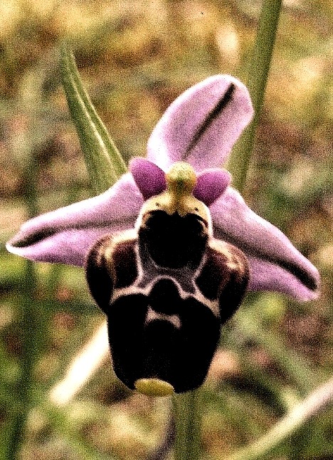 Ophrys holosericea subsp. gracilis 5922 - Copia.JPG