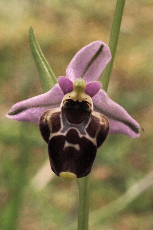 Ophrys holosericea subsp. gracilis 5923 - Copia.JPG