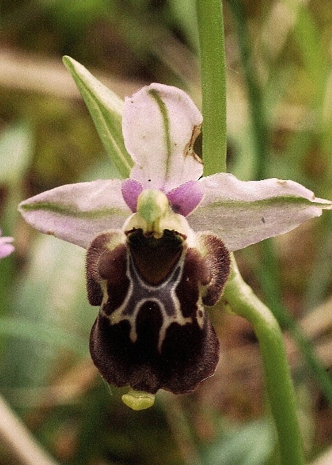 Ophrys holosericea subsp. gracilis 5927 - Copia.JPG