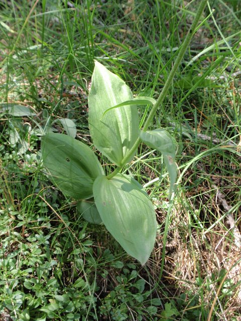 E. atrorubens 1.JPG