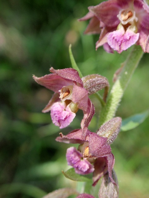 E. atrorubens 5.JPG