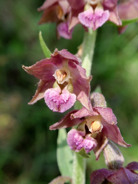 E. atrorubens 6.JPG