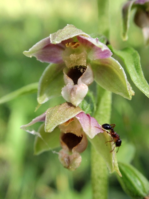 E.helleborine subsp. orbicularis 2.JPG
