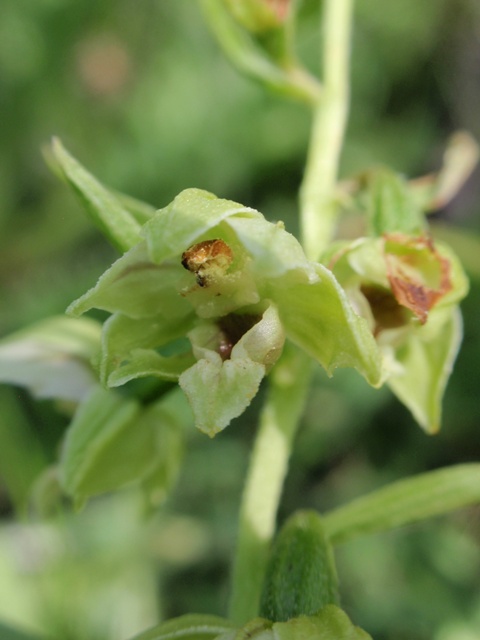E.helleborine subsp. orbicularis 3.JPG