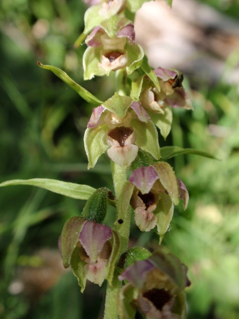 E.helleborine subsp. orbicularis 5.JPG