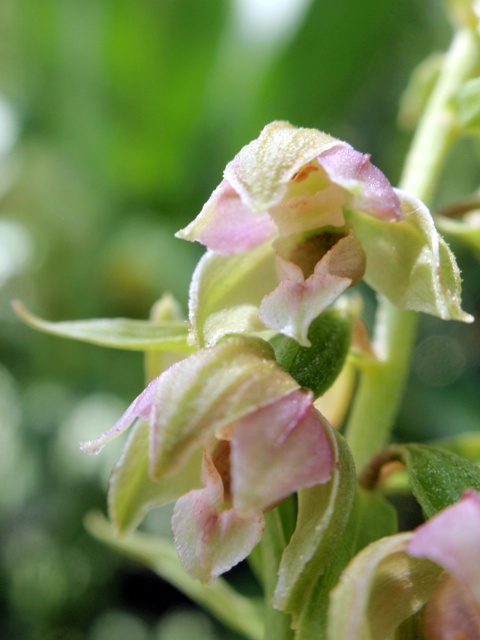 E.helleborine subsp. orbicularis 8.JPG