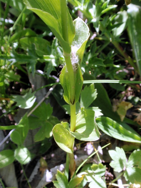 E.helleborine subsp. orbicularis f.3.JPG
