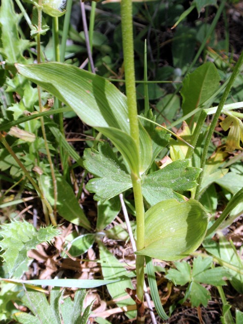 E.helleborine subsp. orbicularis f.5.JPG