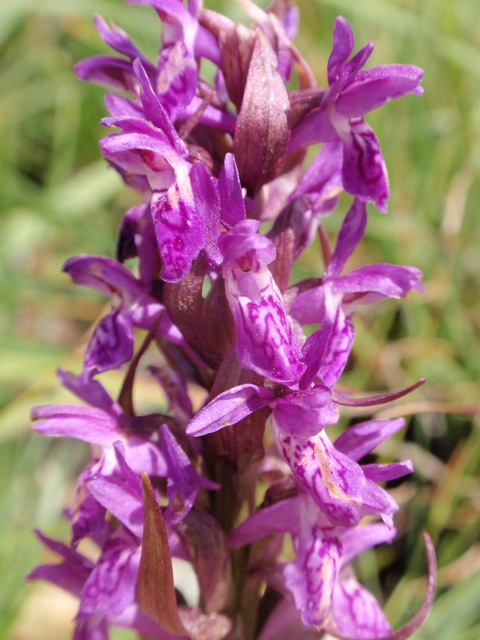 D. incarnata subsp. cruenta 1.JPG