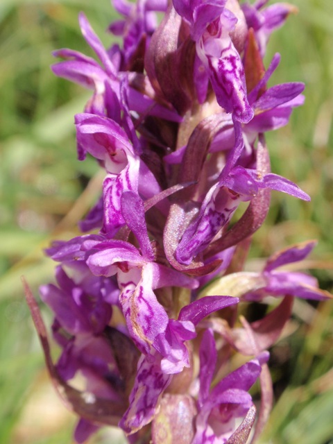 D. incarnata subsp. cruenta 2.JPG