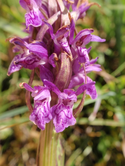 D. incarnata subsp. cruenta 4.JPG