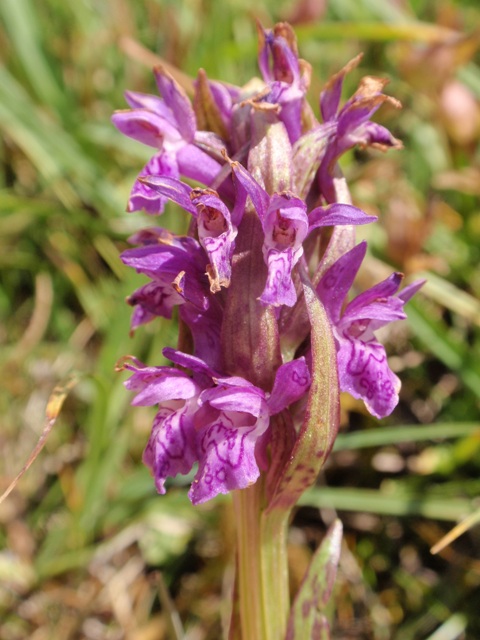 D. incarnata subsp. cruenta 5.JPG